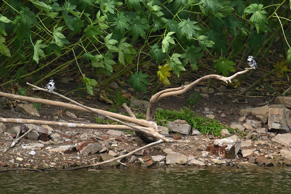 Martín Pescador Pío - ML645540669