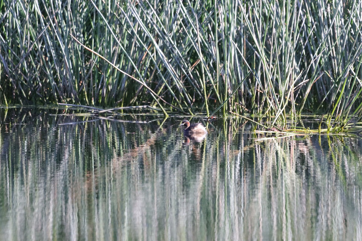 Zampullín Australiano - ML645540670