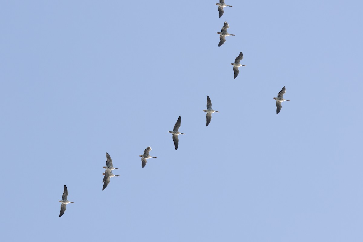 Ánsar Común - ML645540671