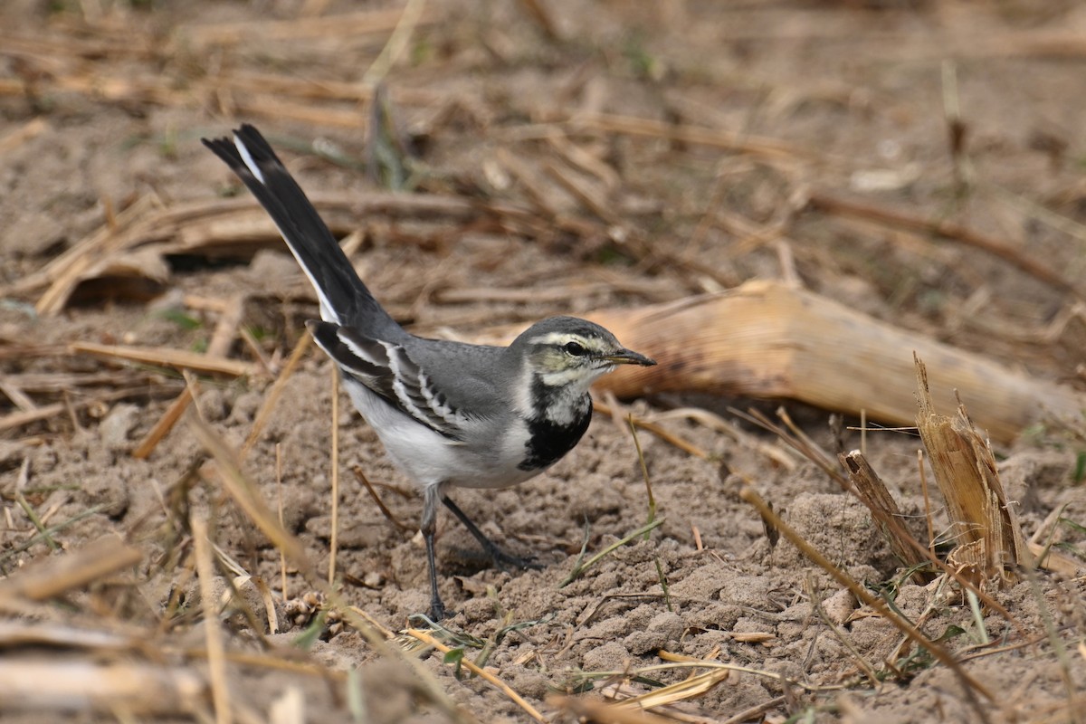 Lavandera Blanca (Siberia Oriental) - ML645540672