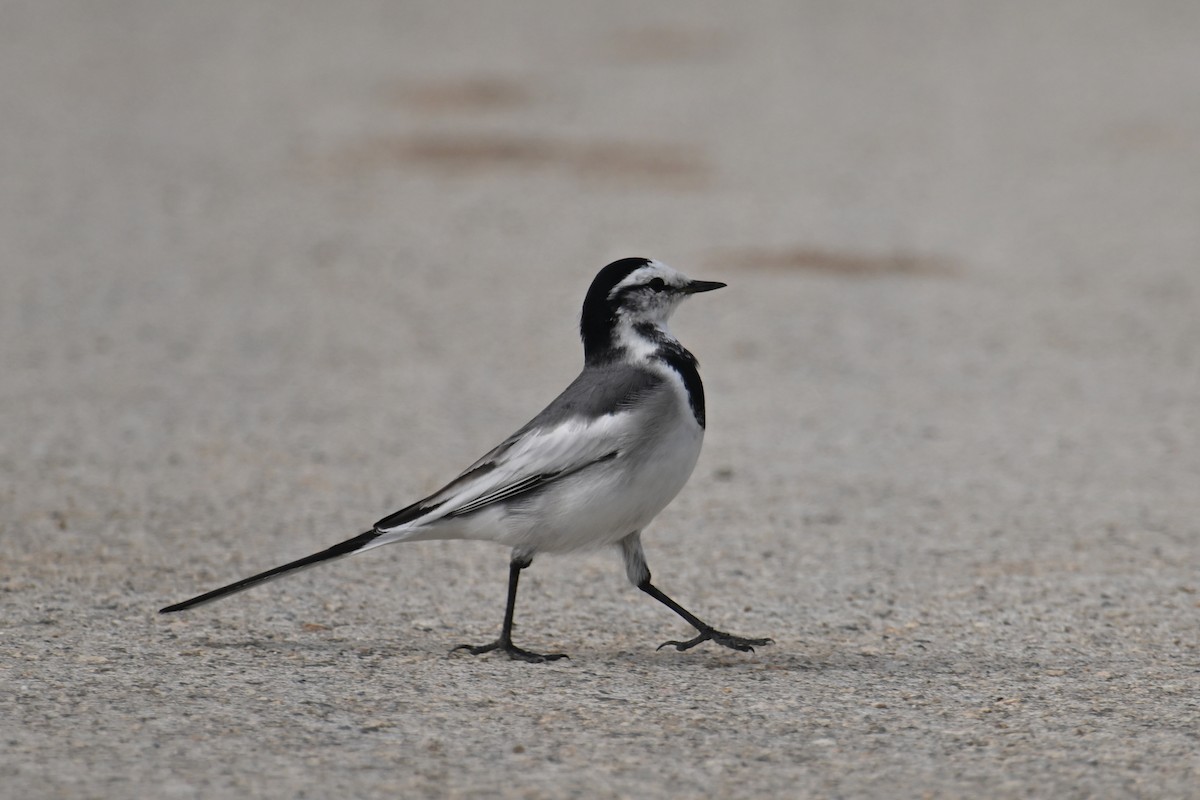 Lavandera Blanca (Japonesa) - ML645540673