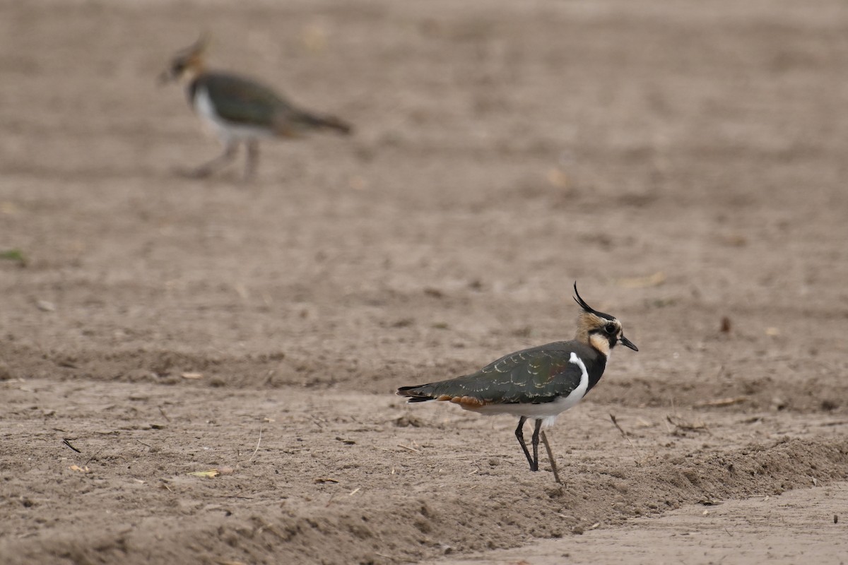 Avefría Europea - ML645540674