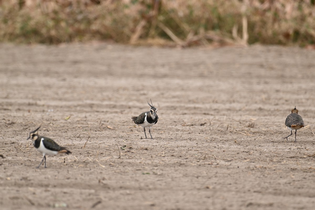 Avefría Europea - ML645540676