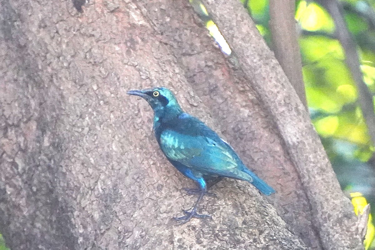 Estornino de Swainson - ML645540680