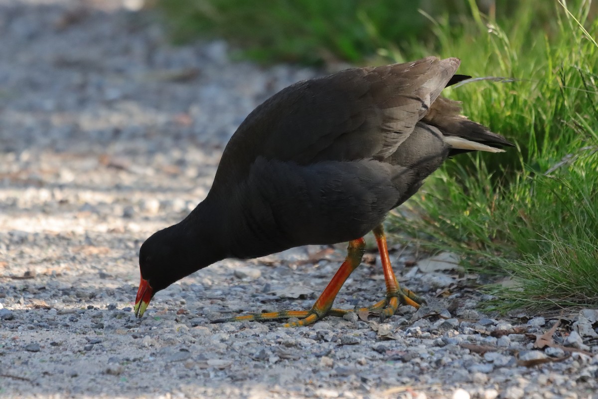Gallineta Enlutada - ML645540681