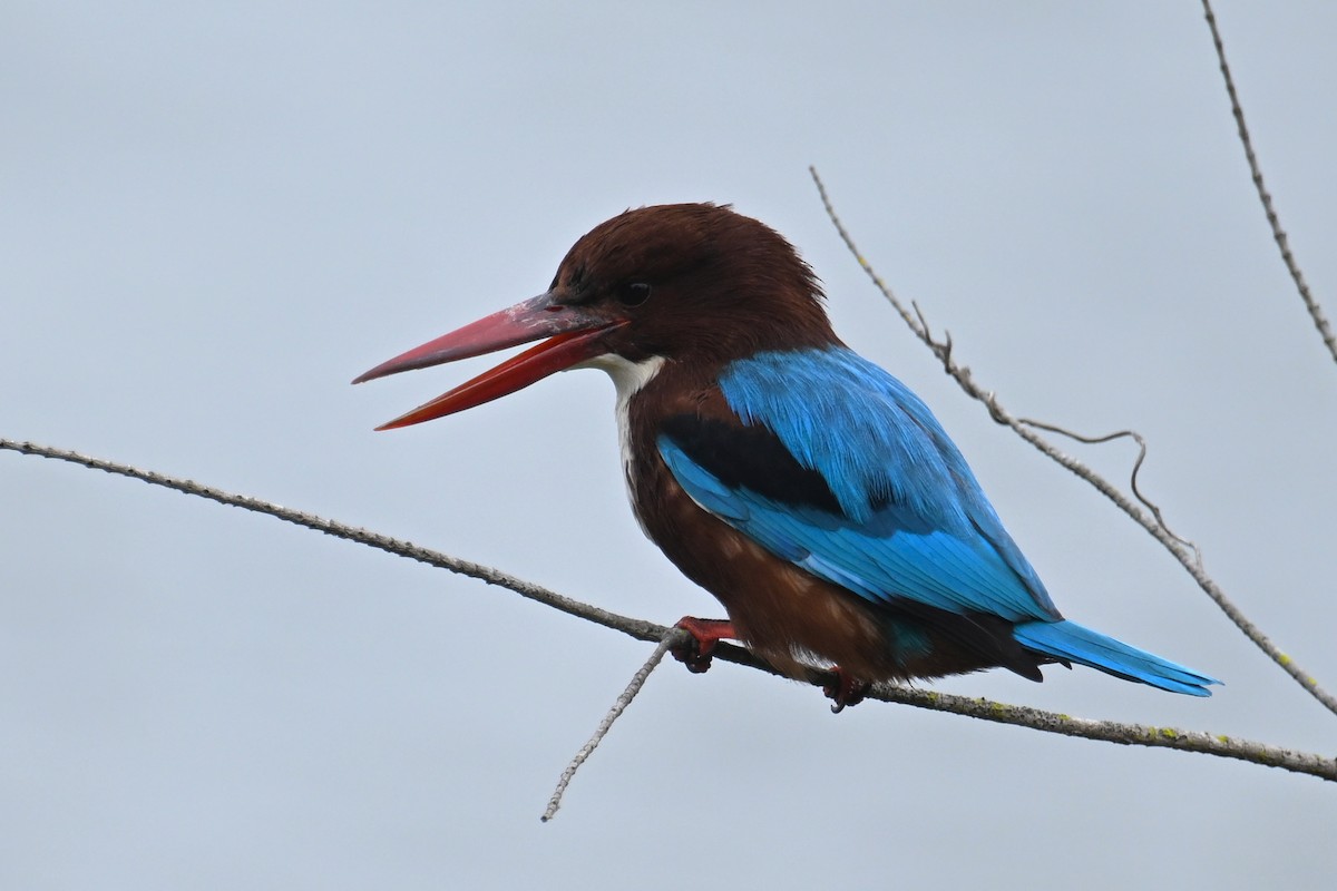 Alción de Esmirna - ML645540684