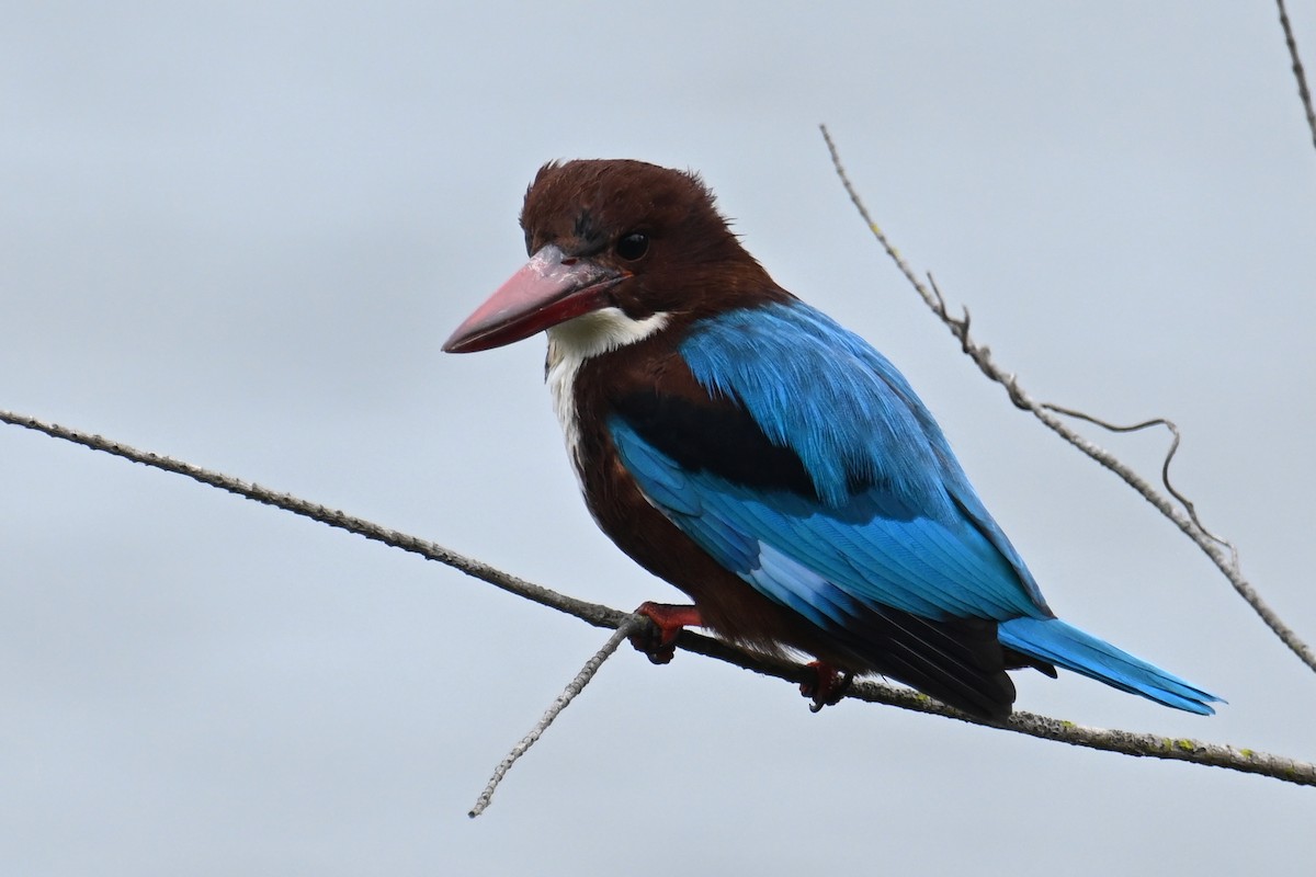 Alción de Esmirna - ML645540685