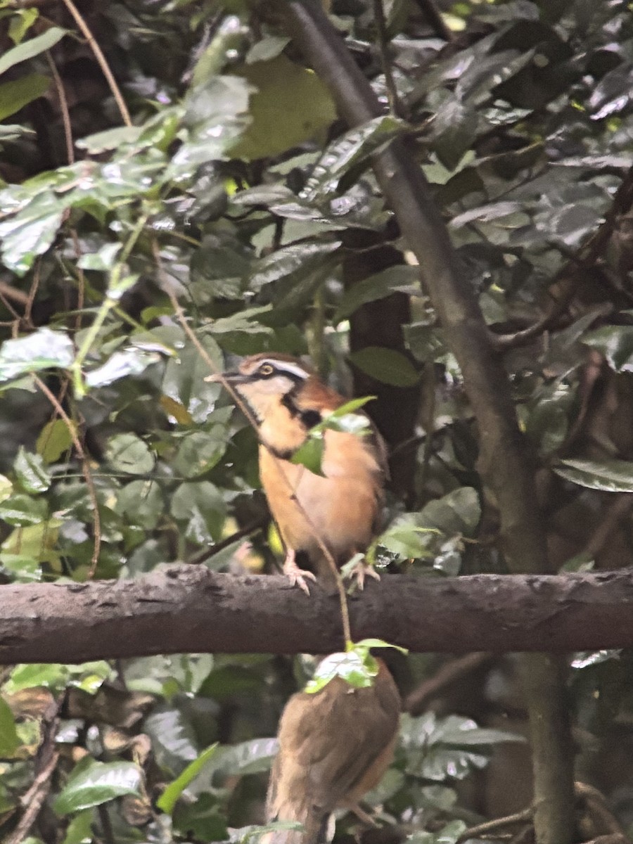 Charlatán Acollarado Chico - ML645540686