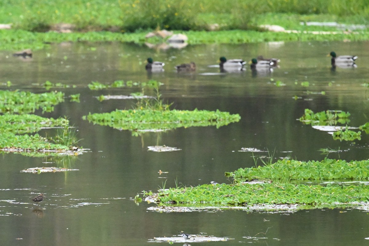 Agachadiza Común - ML645540687