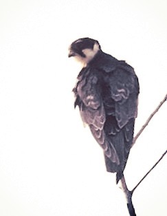 Eurasian Hobby - ML645540696