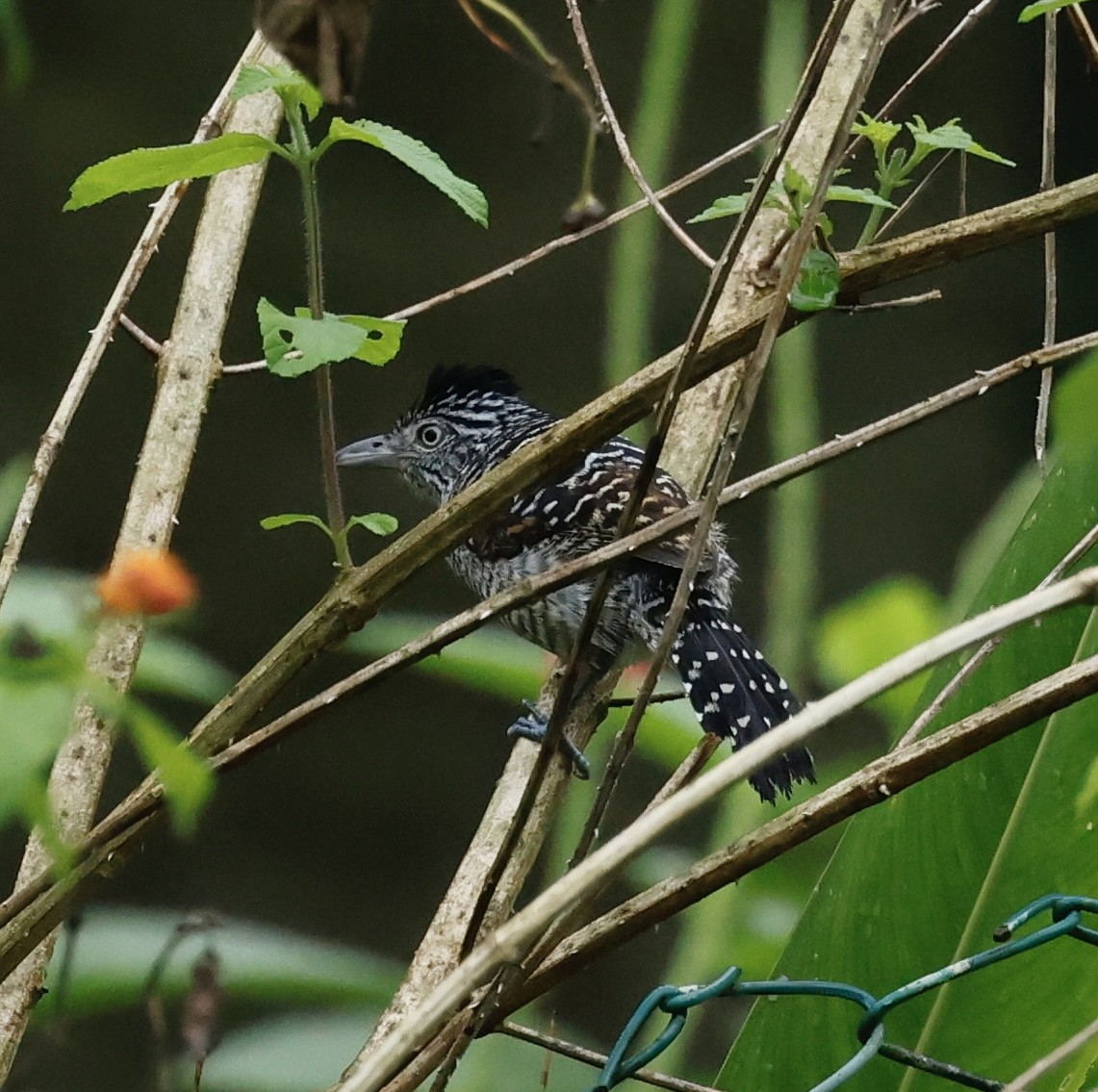 Barred Antshrike - ML645540700