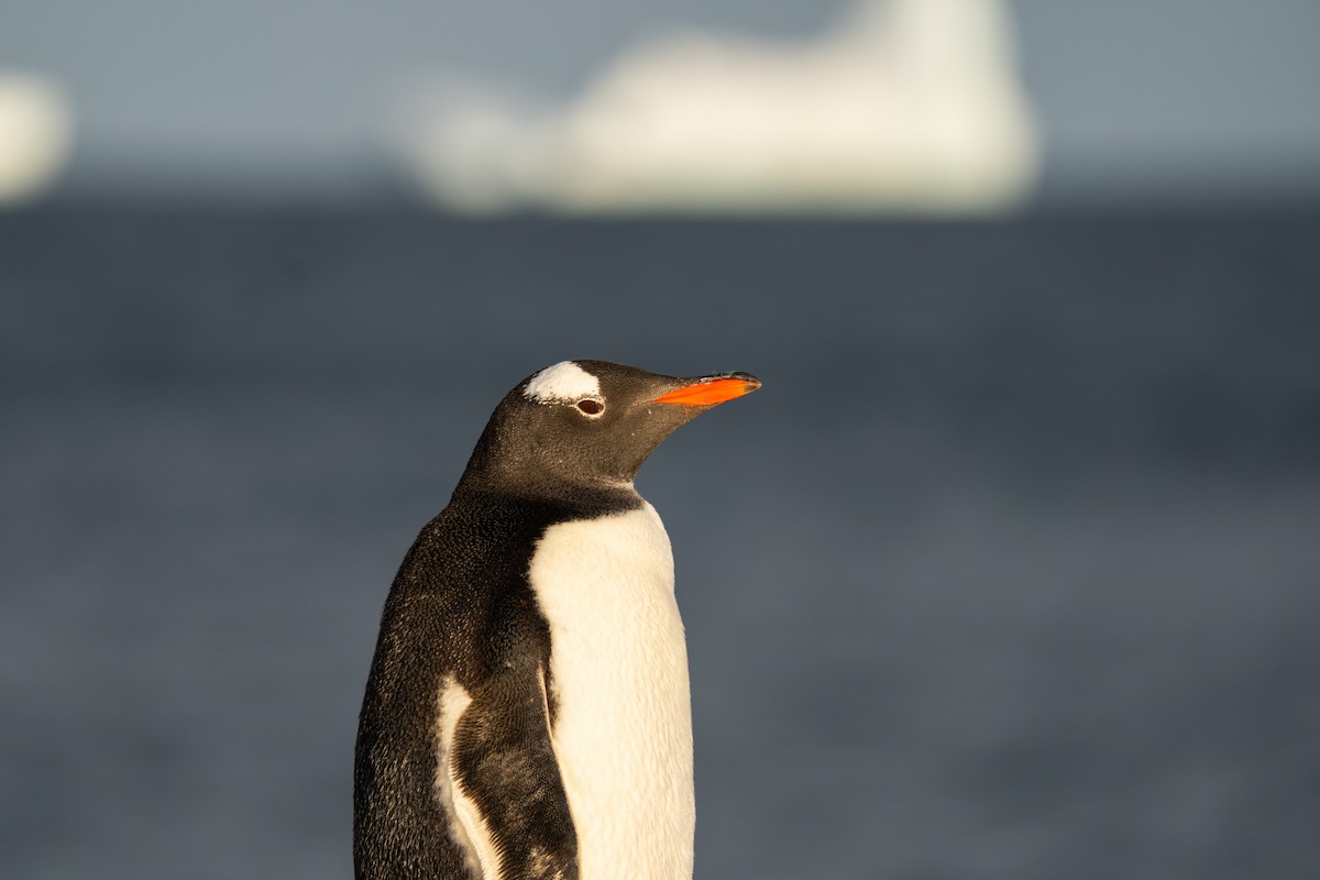 ジェンツーペンギン - ML645540702