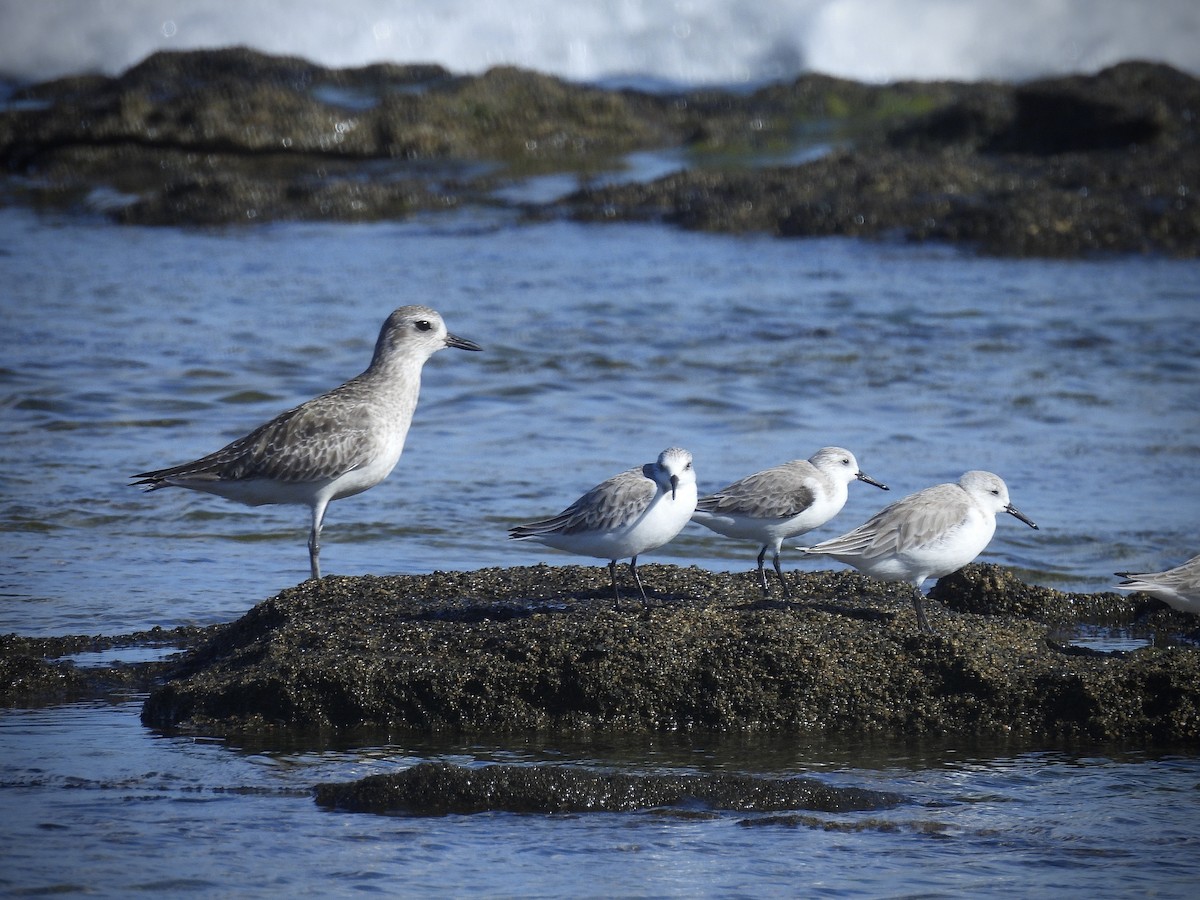 Chorlito Gris - ML645540713