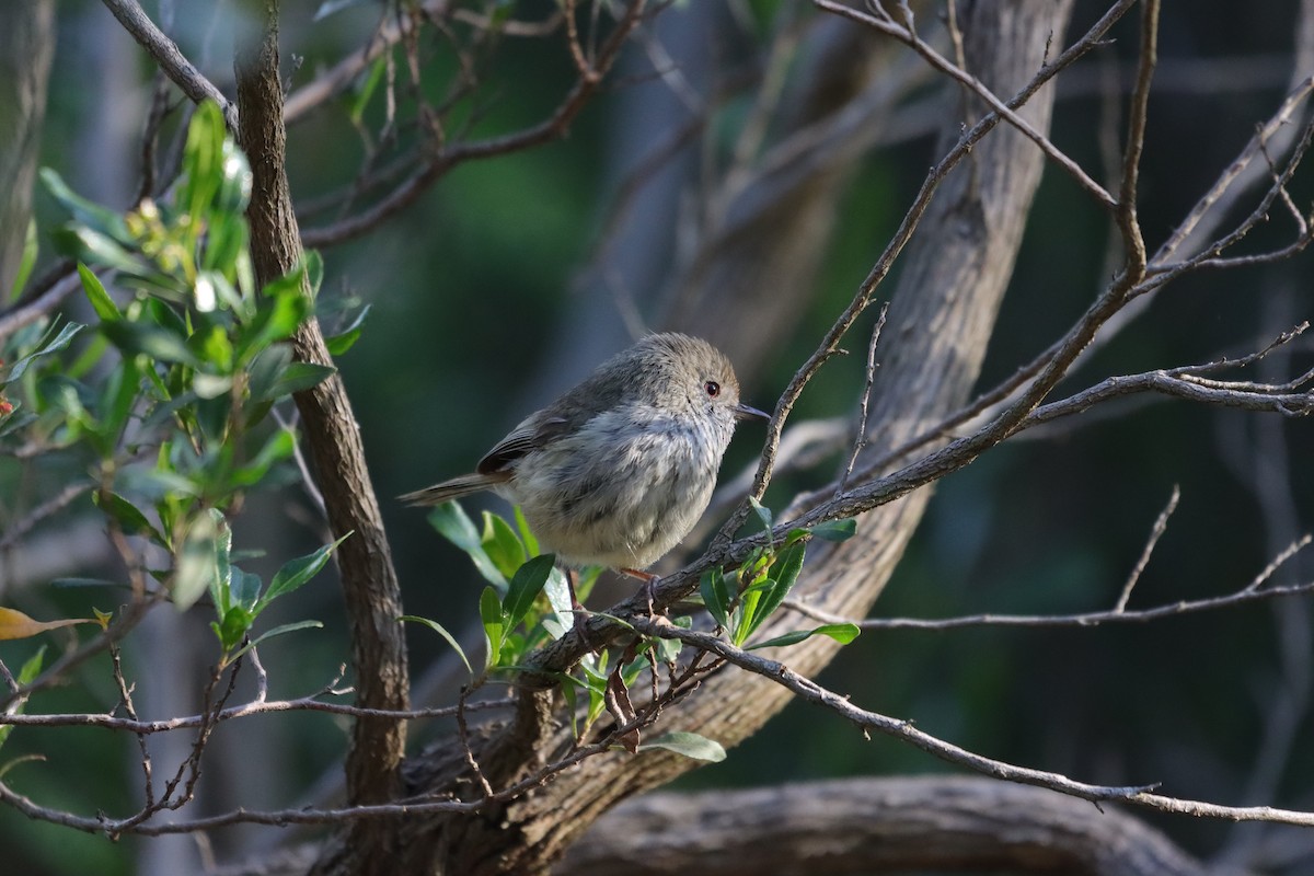 チャイロトゲハシムシクイ - ML645540725