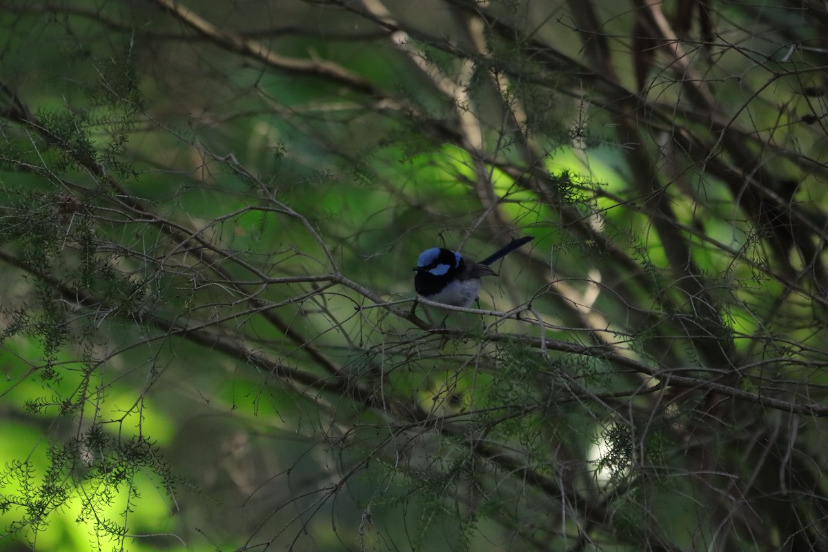 ルリオーストラリアムシクイ - ML645540731