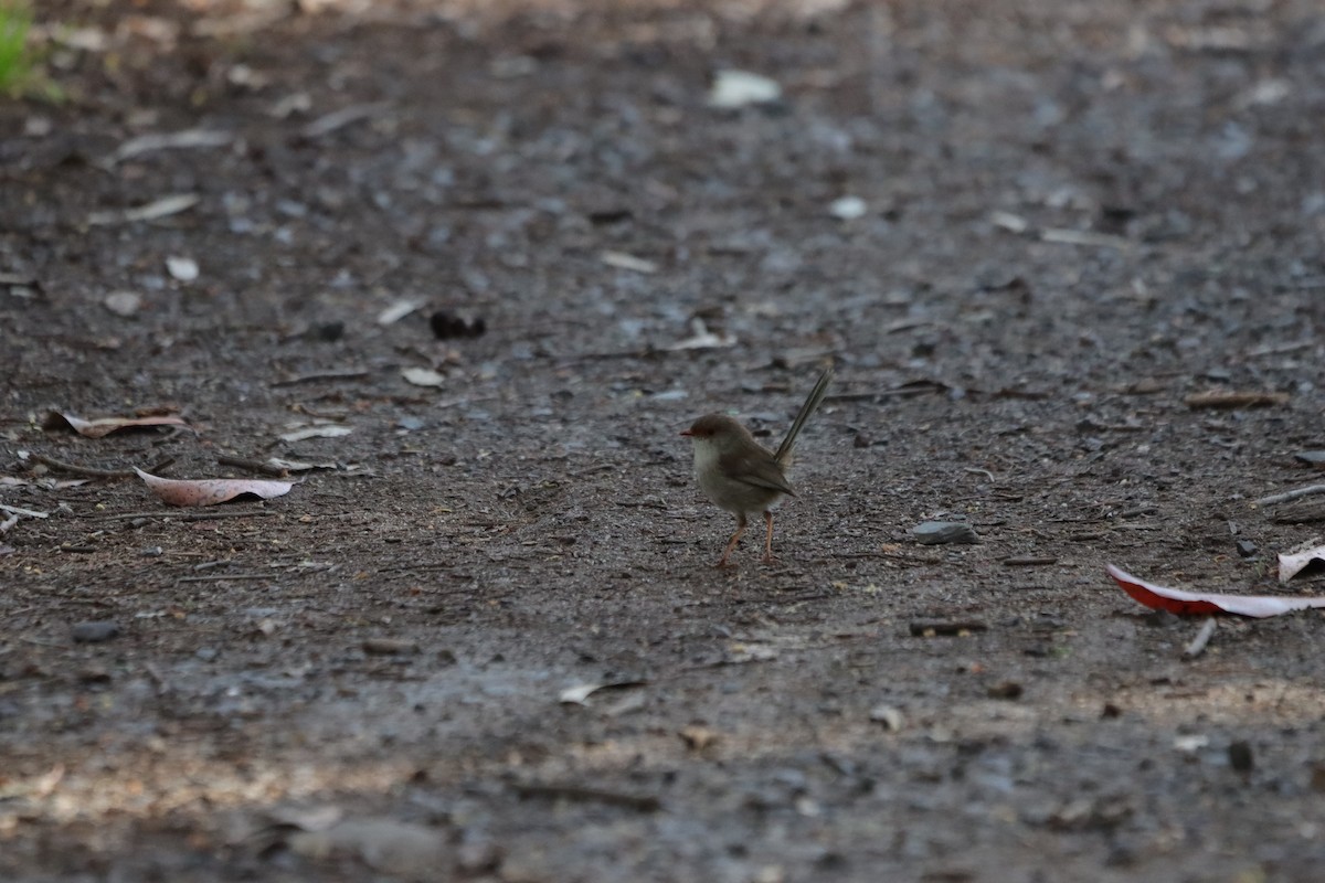 ルリオーストラリアムシクイ - ML645540732