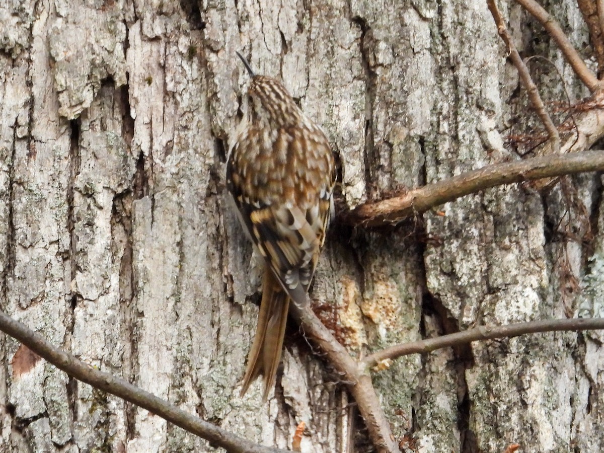 アメリカキバシリ - ML645540734