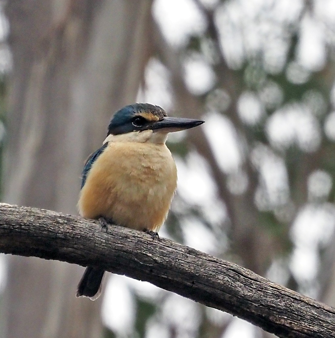 ヒジリショウビン - ML645540735