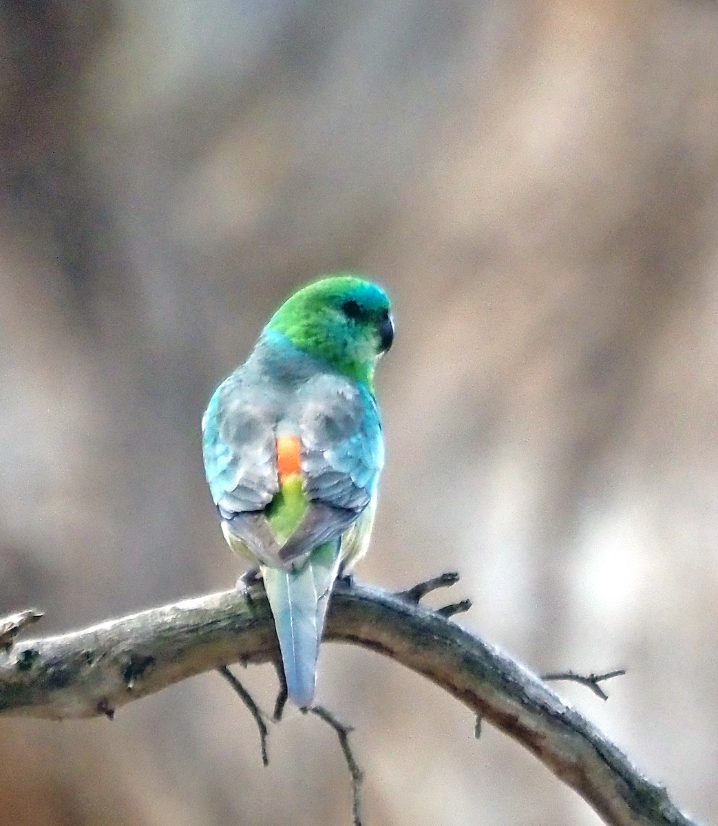 ビセイインコ - ML645540736