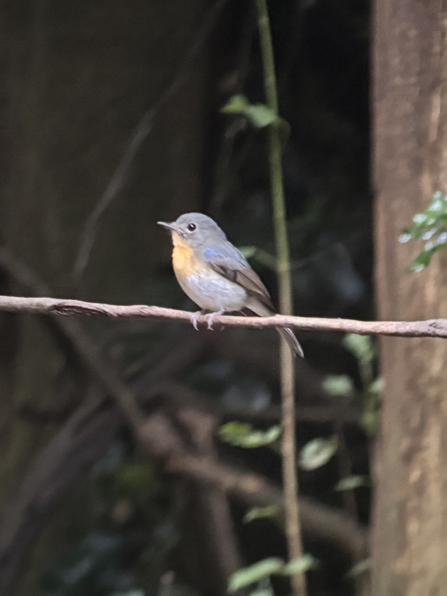 インドシナヒメアオヒタキ - ML645540737