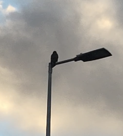 ヨーロッパノスリ - ML645540739