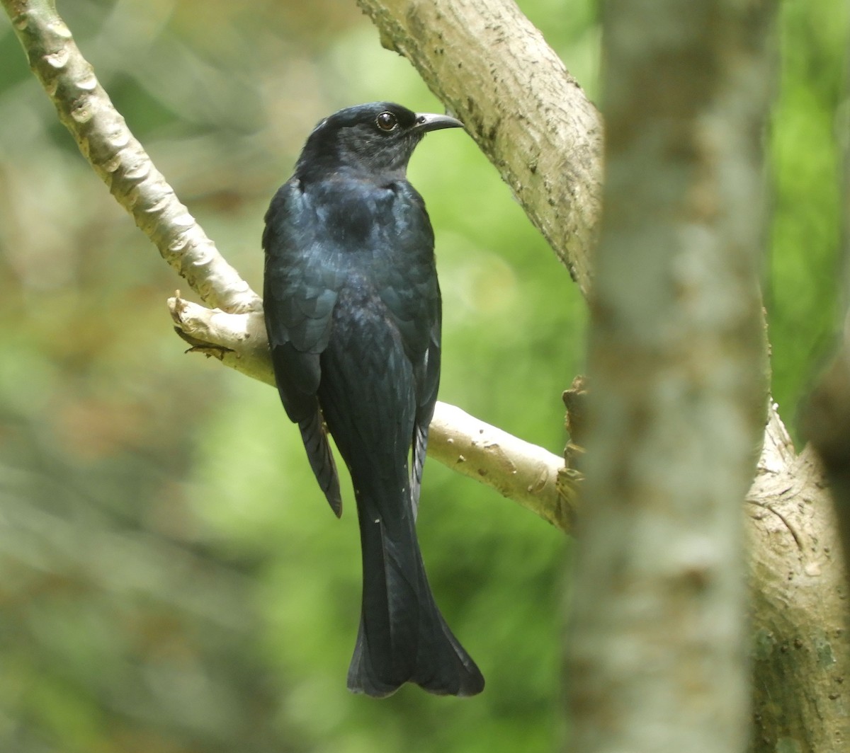 オウチュウカッコウ - ML645540740