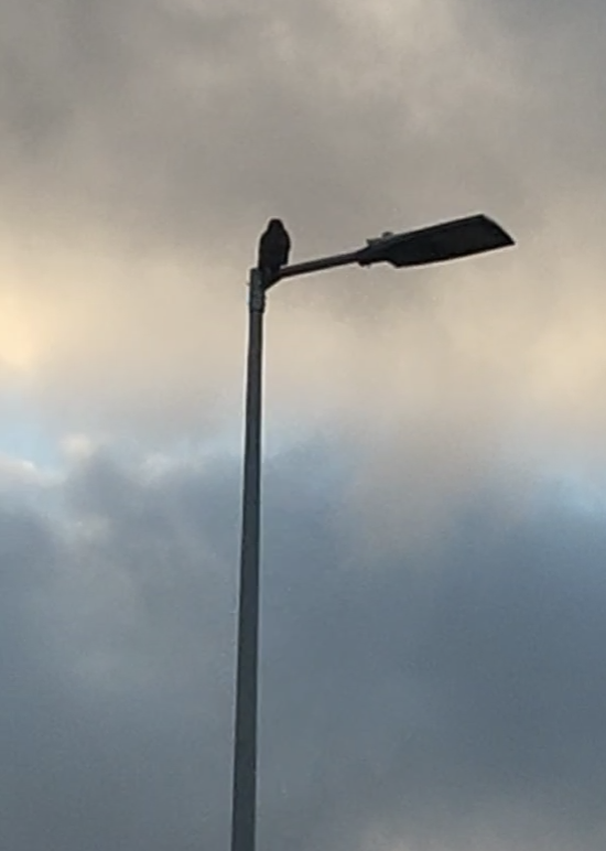 ヨーロッパノスリ - ML645540741