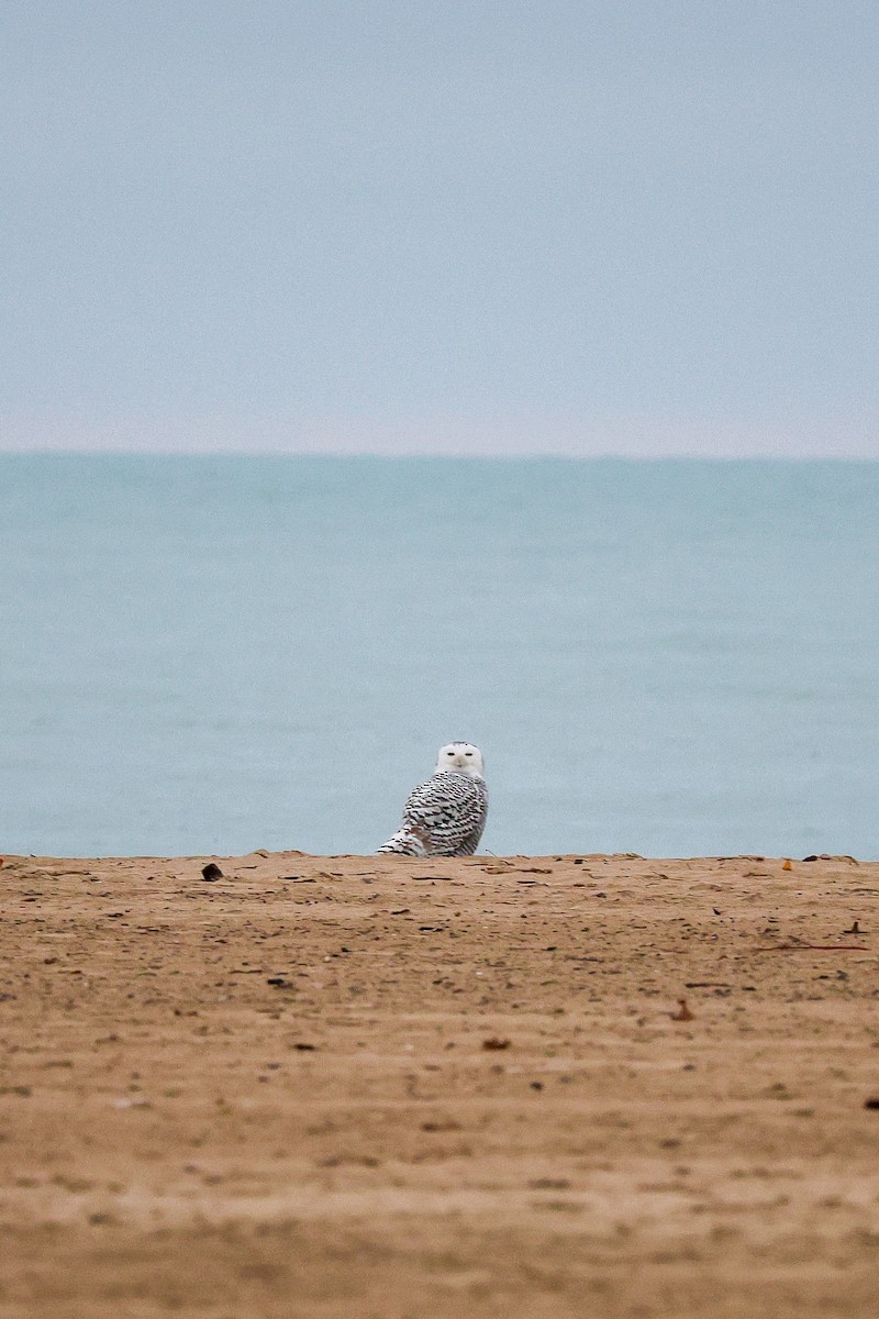 シロフクロウ - ML645540742