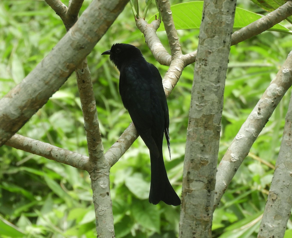 オウチュウカッコウ - ML645540744