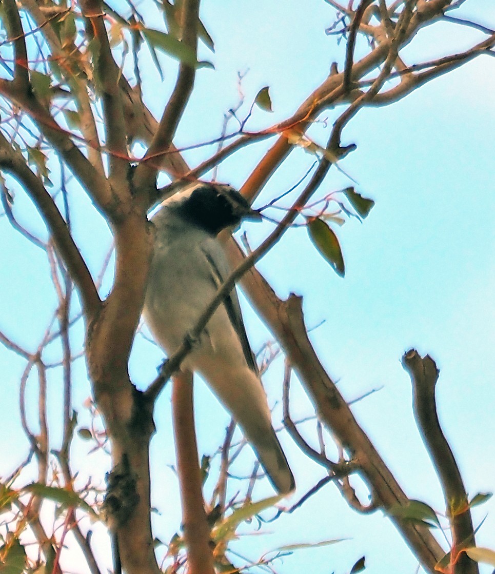 オーストラリアオニサンショウクイ - ML645540746