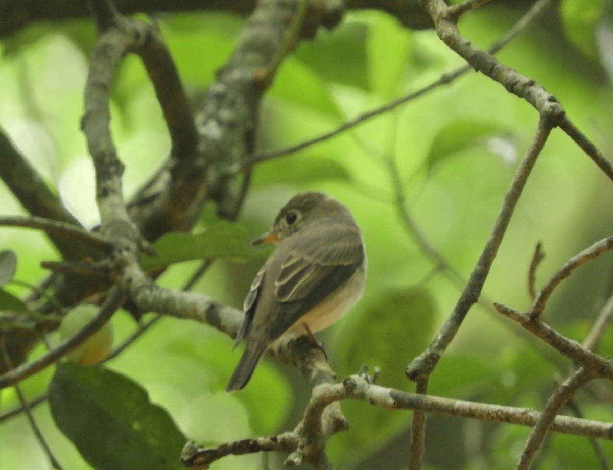 コサメビタキ - ML645540747