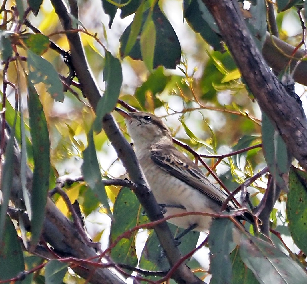 ミイロサンショウクイ - ML645540749