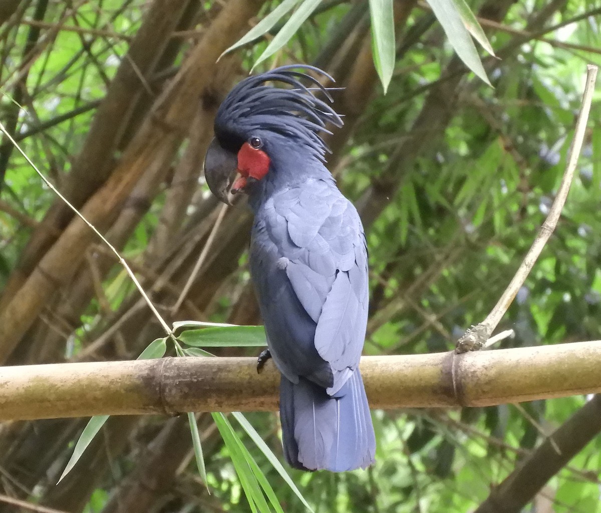 鳥類 - ML645540750