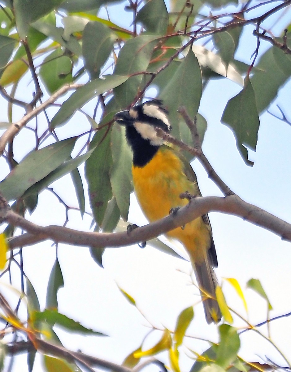 Eastern Shrike-tit - ML645540752