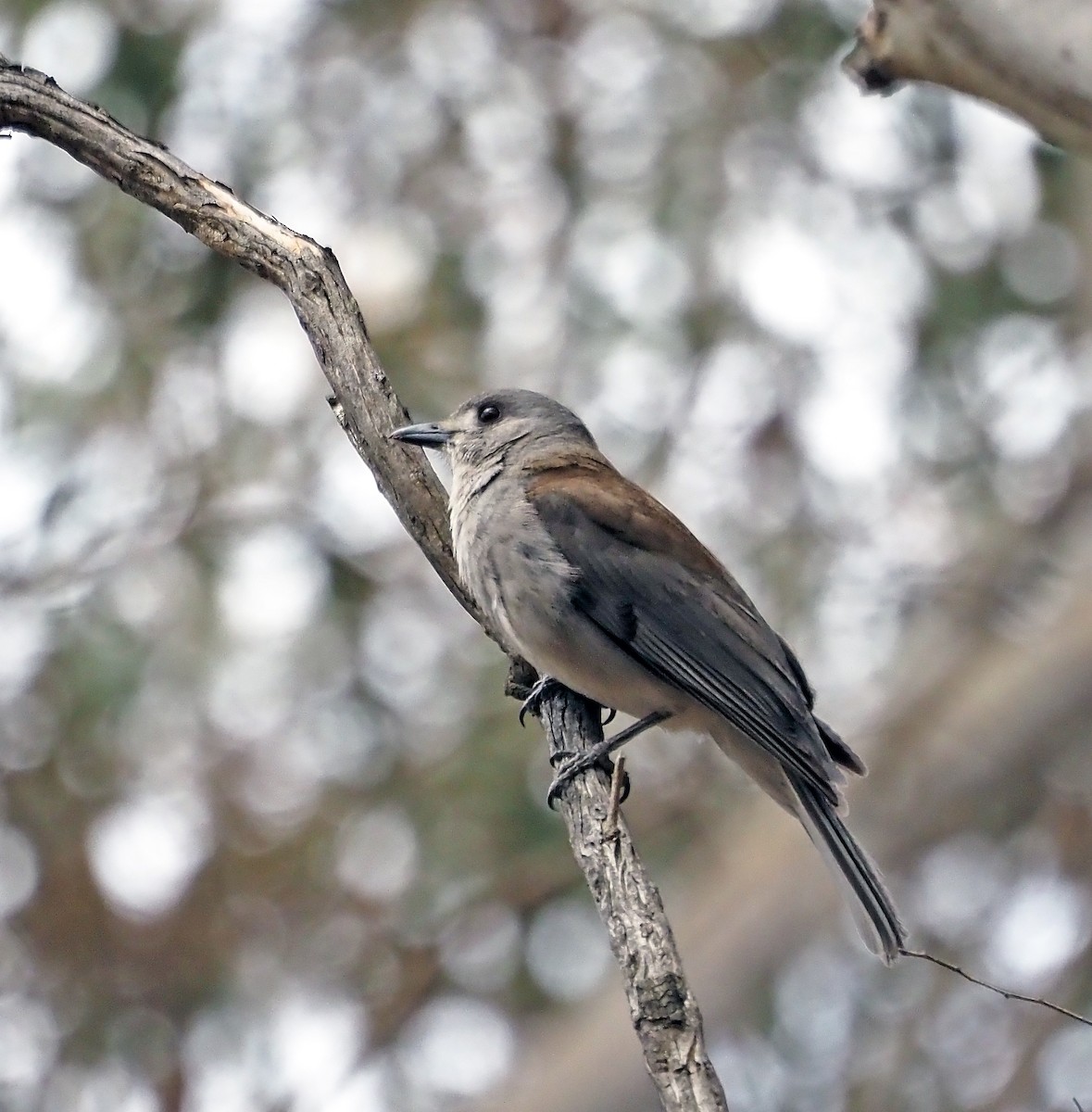 ハイイロモズツグミ - ML645540753