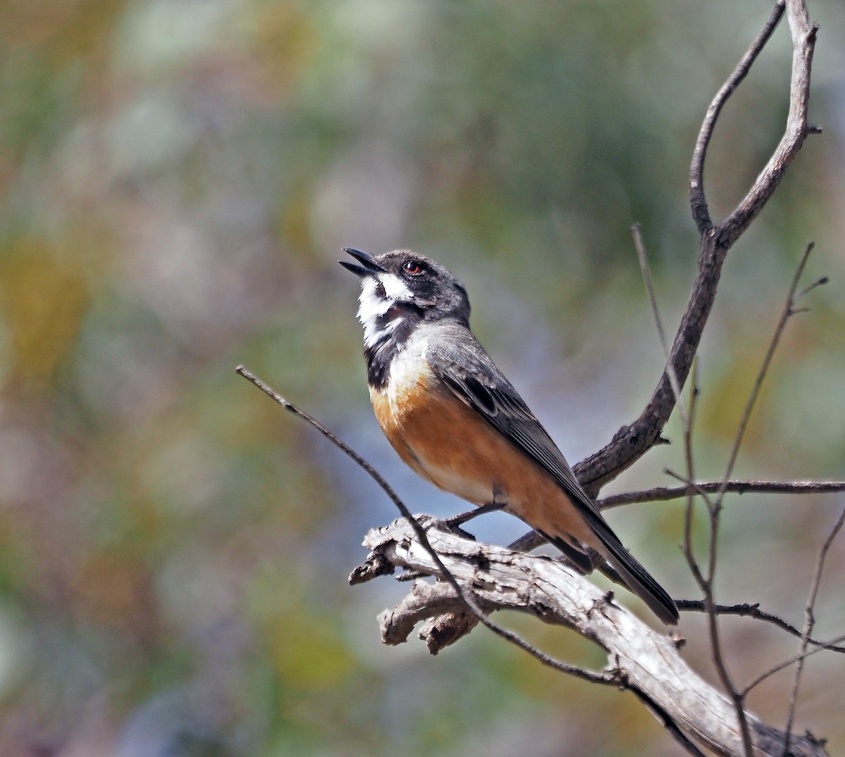 アカハラモズヒタキ - ML645540756