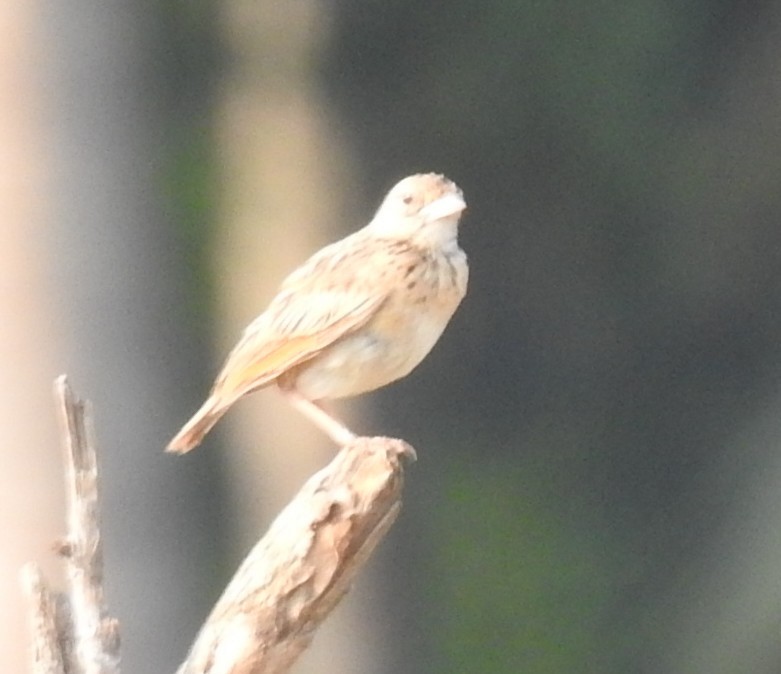 ジャードンヤブヒバリ - ML645540758