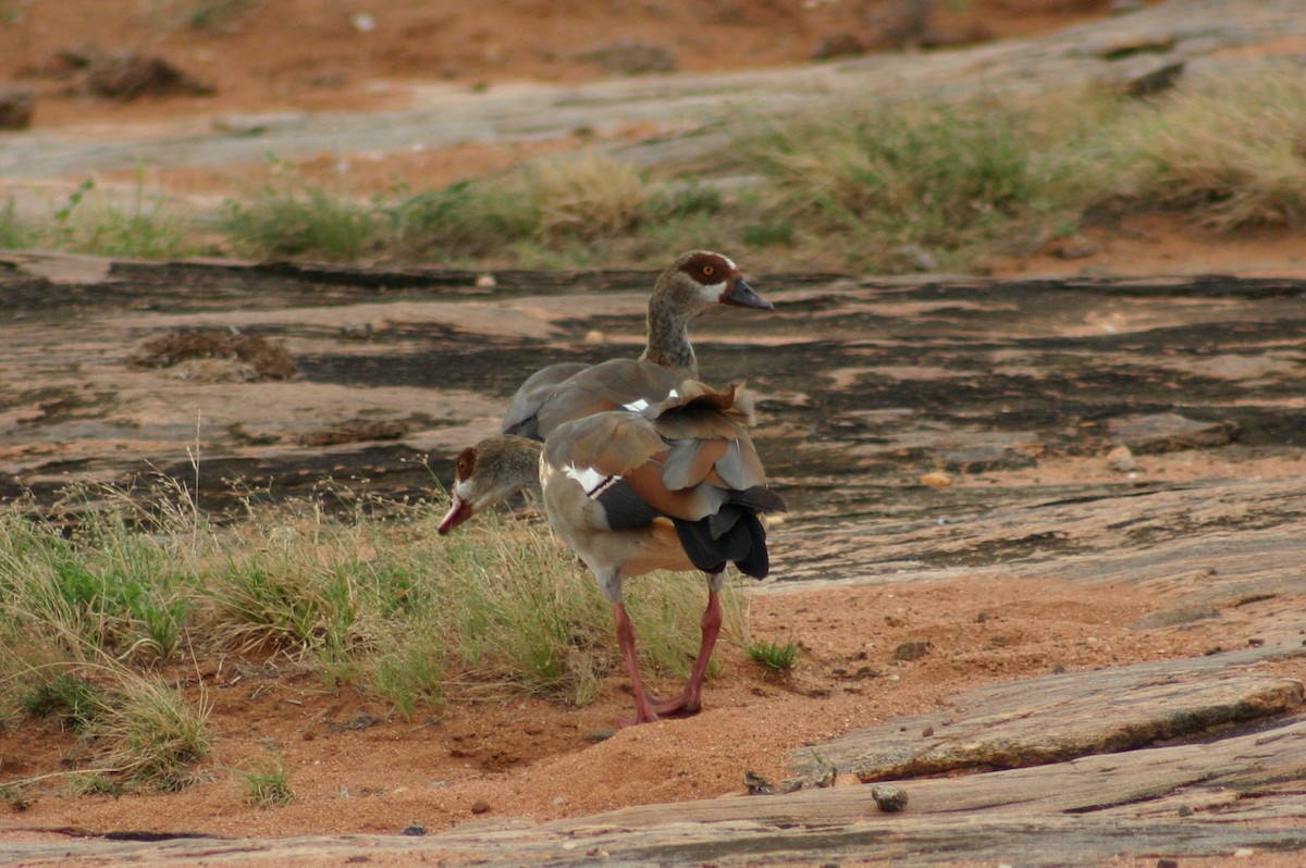 エジプトガン - ML645540759