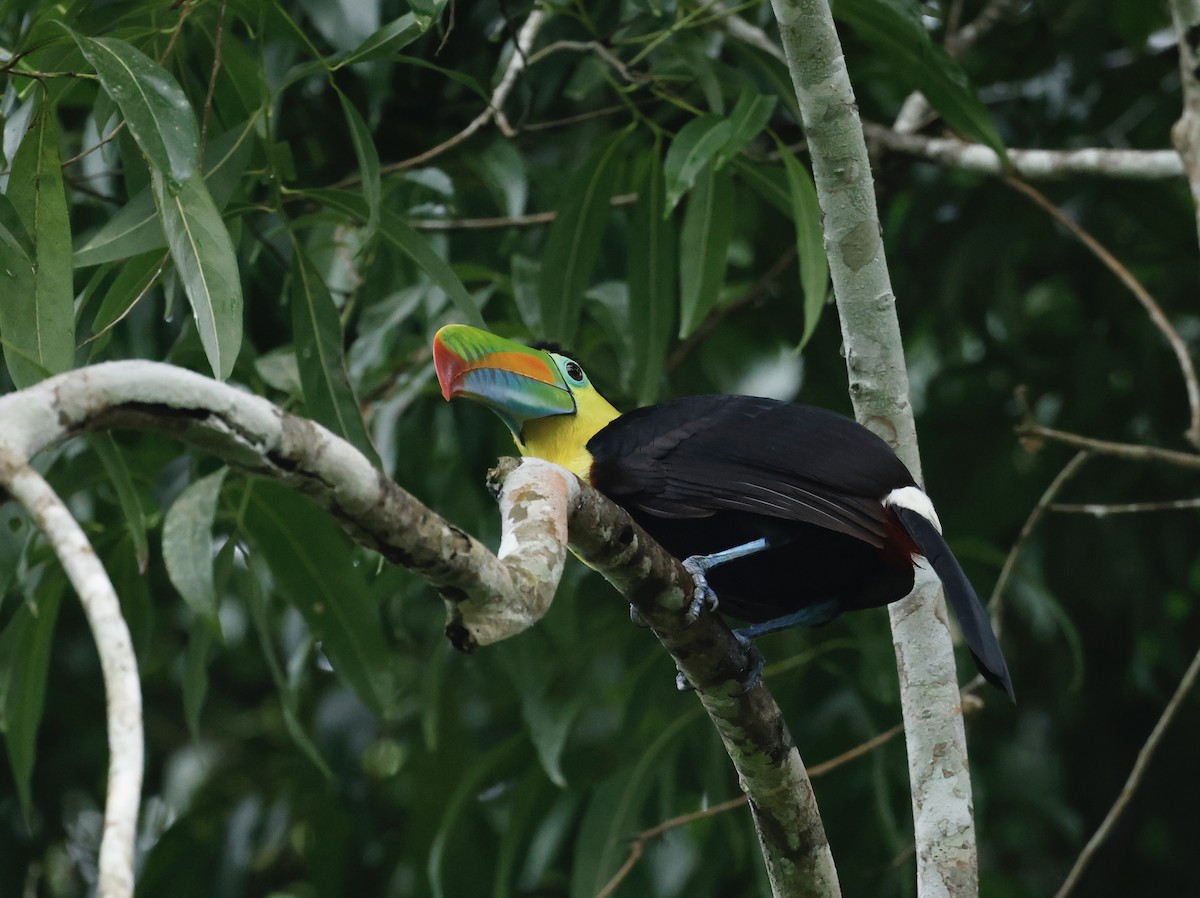 サンショクキムネオオハシ - ML645540761