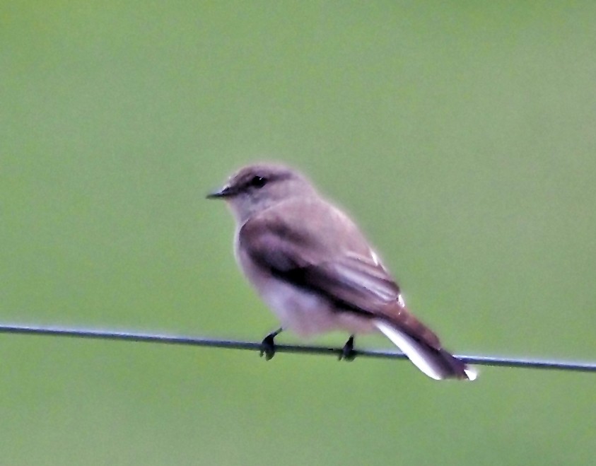 オジロオリーブヒタキ - ML645540762