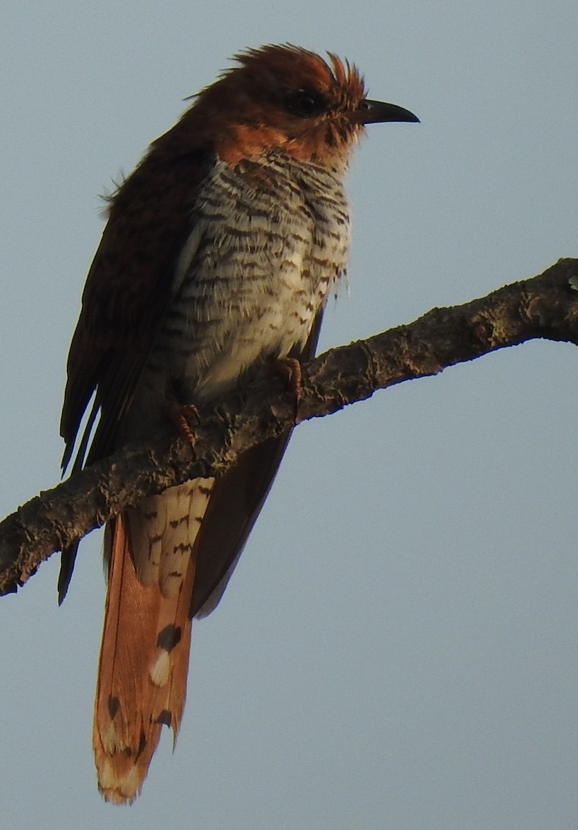 ハイバラカッコウ - ML645540765