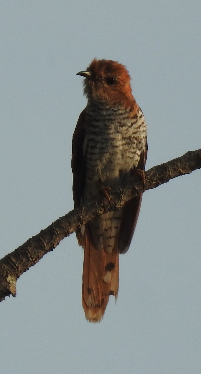 ハイバラカッコウ - ML645540769