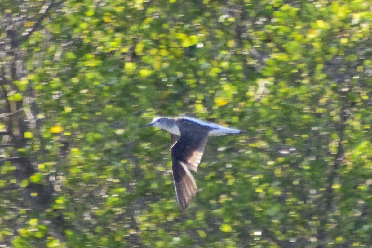 Common Greenshank - ML645540770