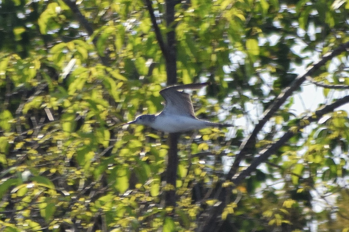 Common Greenshank - ML645540771