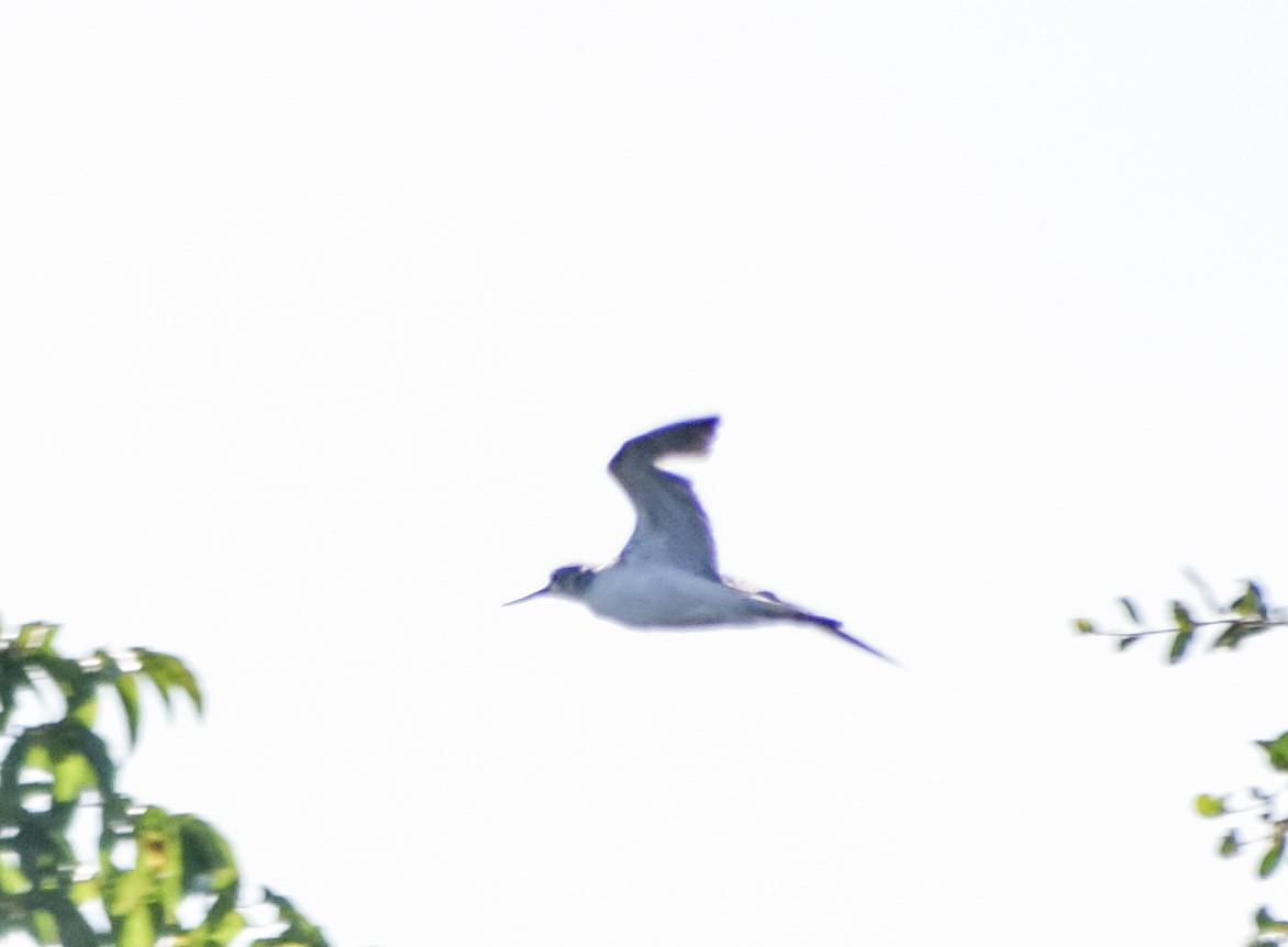 Common Greenshank - ML645540772