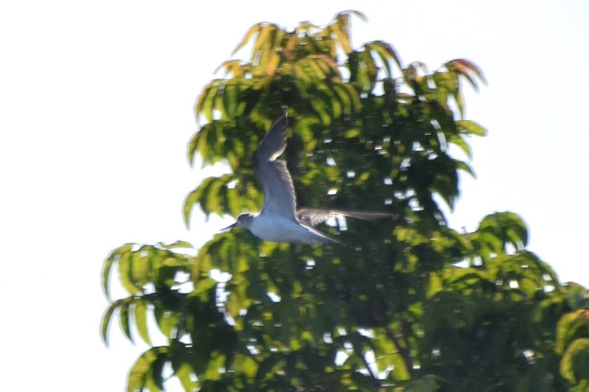 Common Greenshank - ML645540773