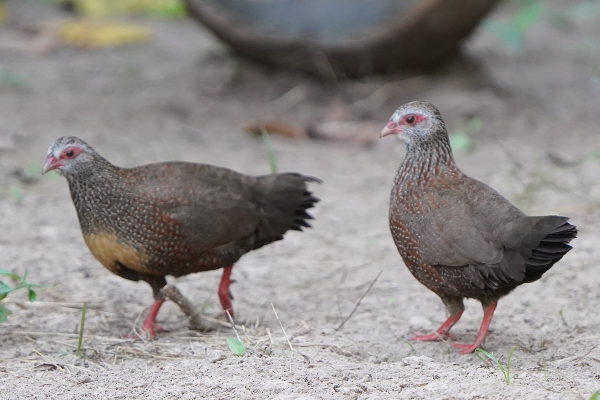 Stone Partridge - ML645540778