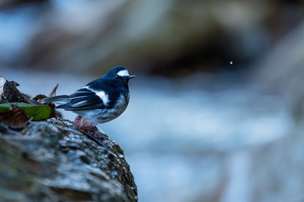Little Forktail - ML645540779