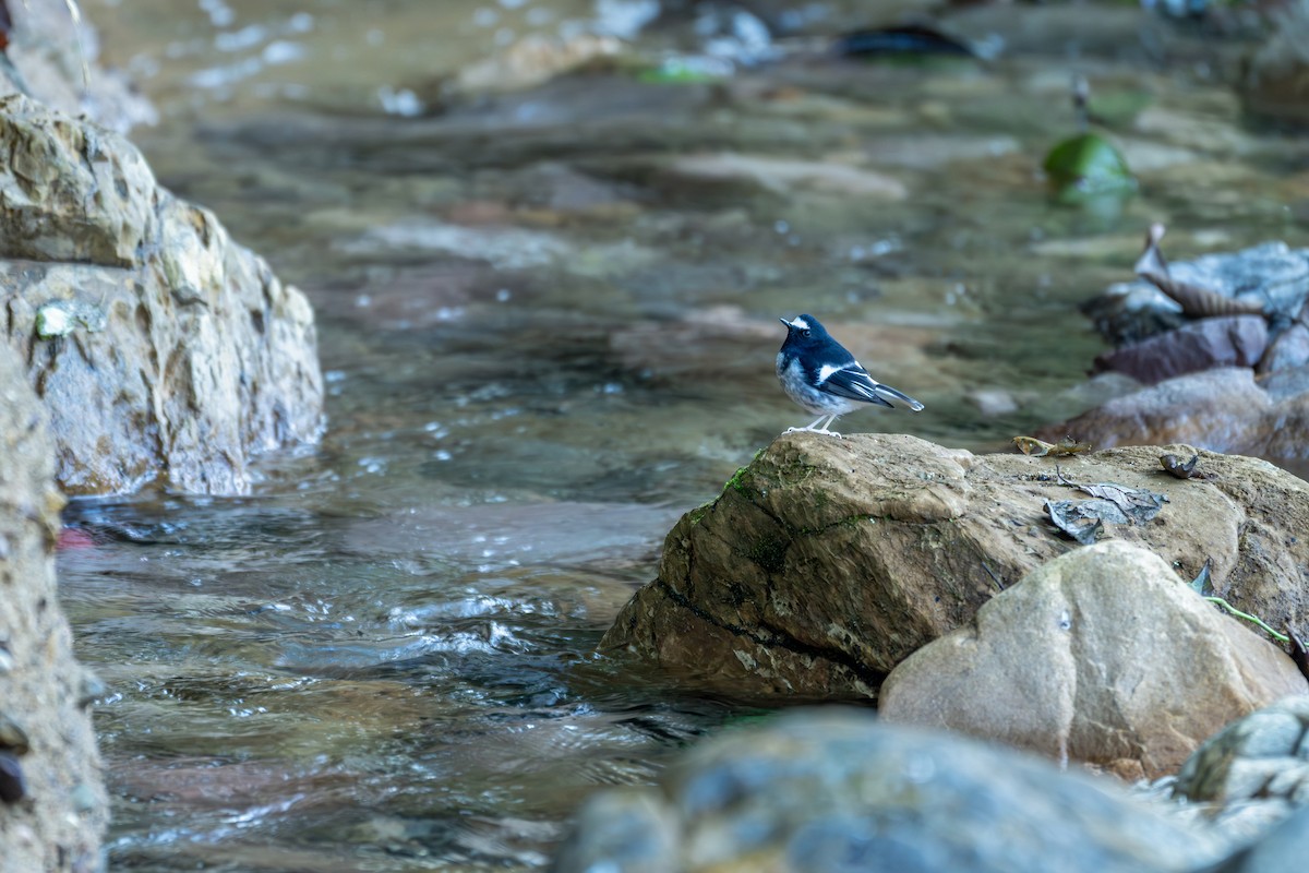 Little Forktail - ML645540781