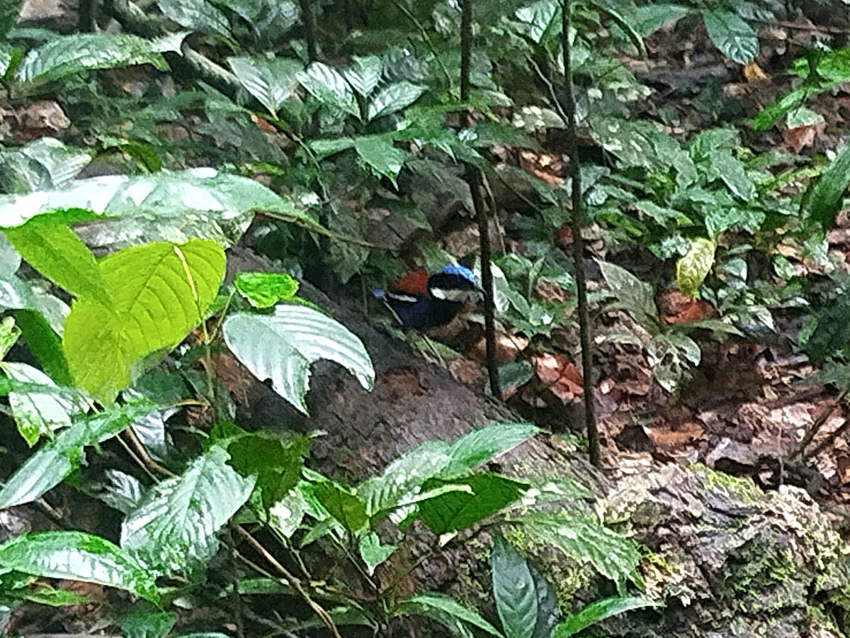 Blue-headed Pitta - ML645540785